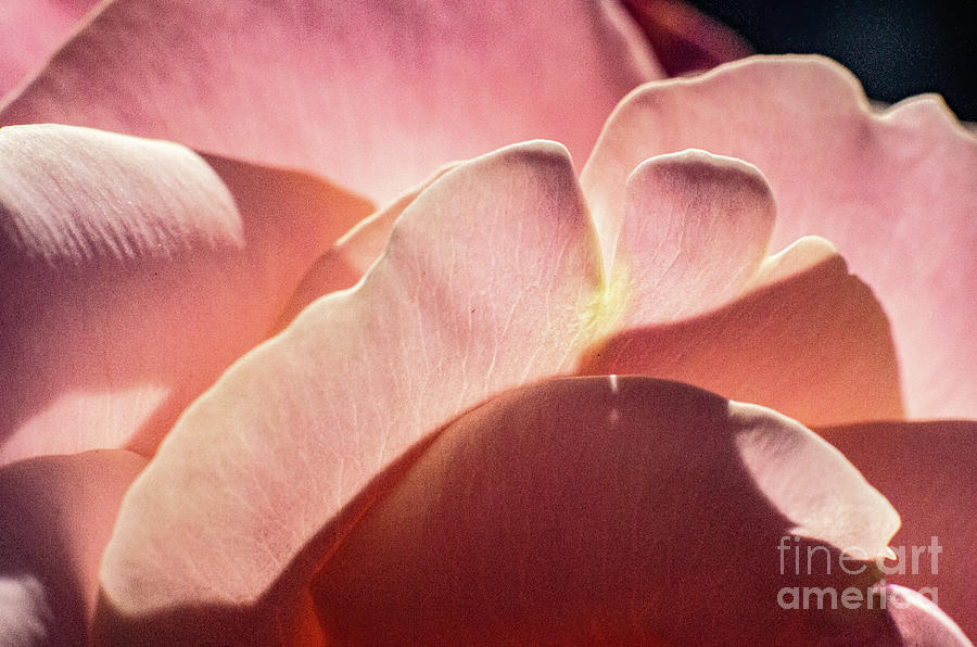 Pink Rose Photograph - Pink Rose Petals 5.0070 by Stephen Parker