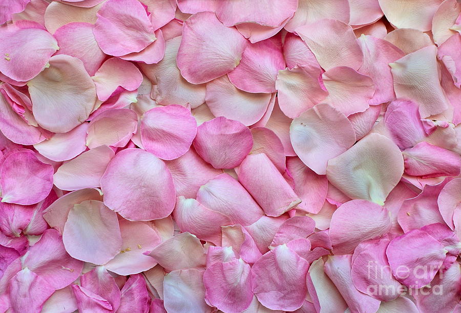 Pink Rose Petals Painting by Alexandra Arts