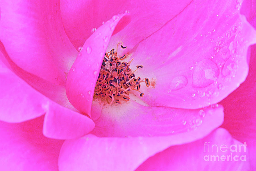 Pink Rose Petals And Raindrops Photograph