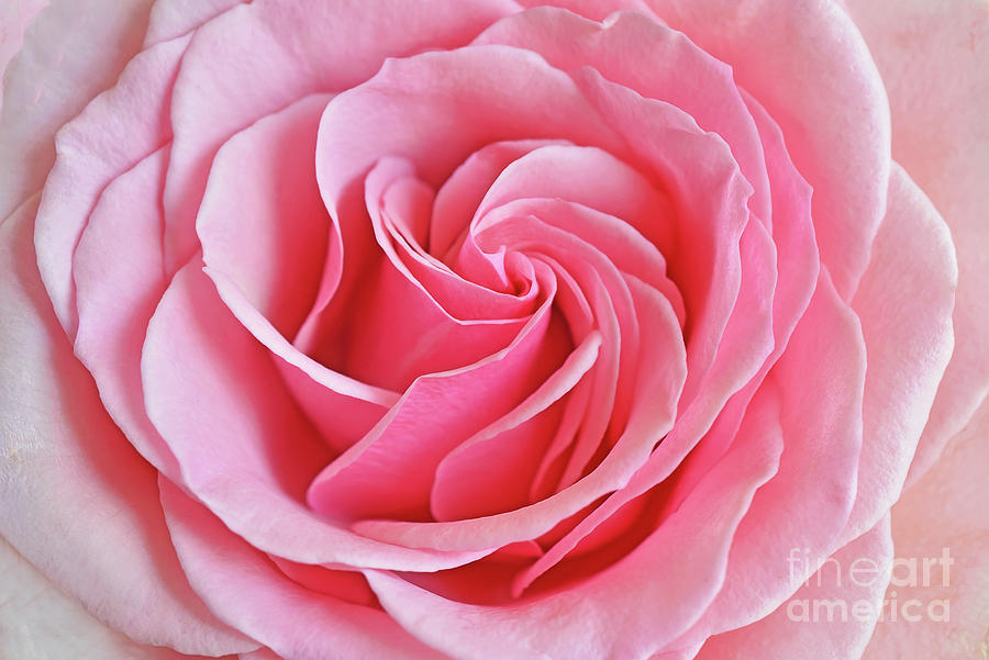 Pink Rose Pinwheel Photograph