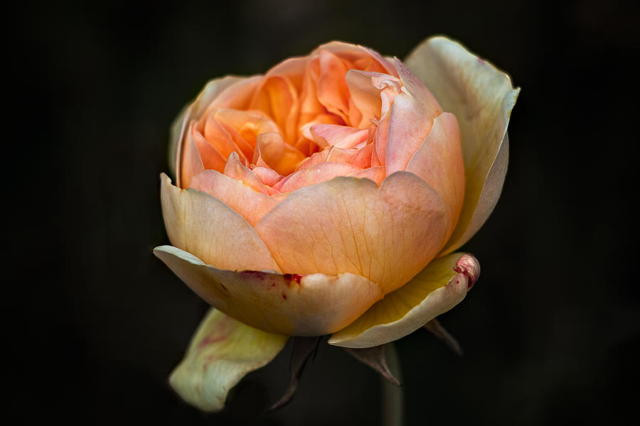 Pink Rose Portrait Photograph by Carrie Hannigan