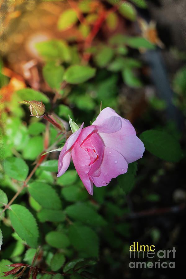 Pink Rose Portrait Photograph by Donna L Munro