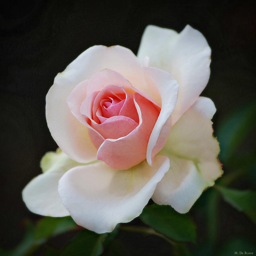 Pink Rose Portrait - Square Photograph by Marilyn DeBlock