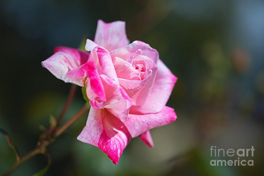Pink Rose Raindrops  Photograph by Joy Watson