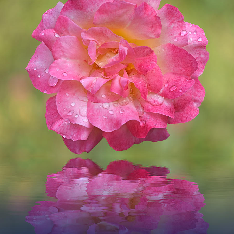 Pink Rose Reflections With Rain Drops Photograph by Gill Billington