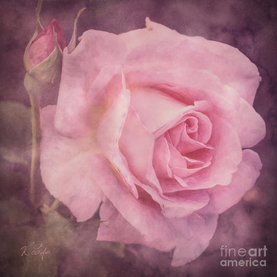 Rose Photograph - Pink Rose by Rosanna Life