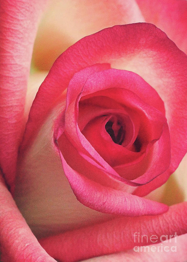 Nature Photograph - Pink Rose by Sharon McConnell