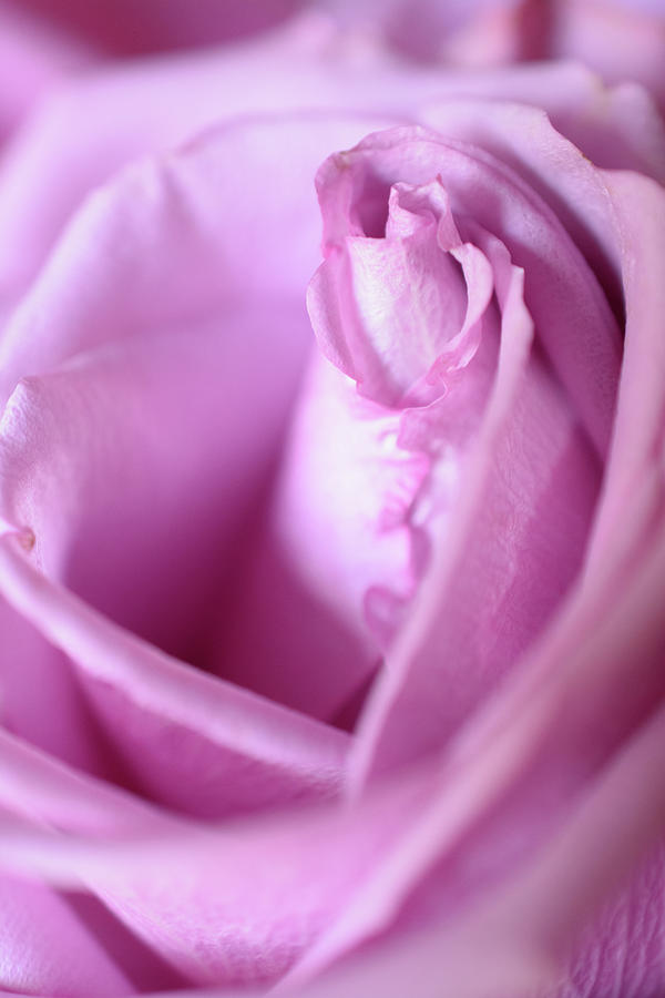 Pink rose spiral  Photograph by Mike Fusaro