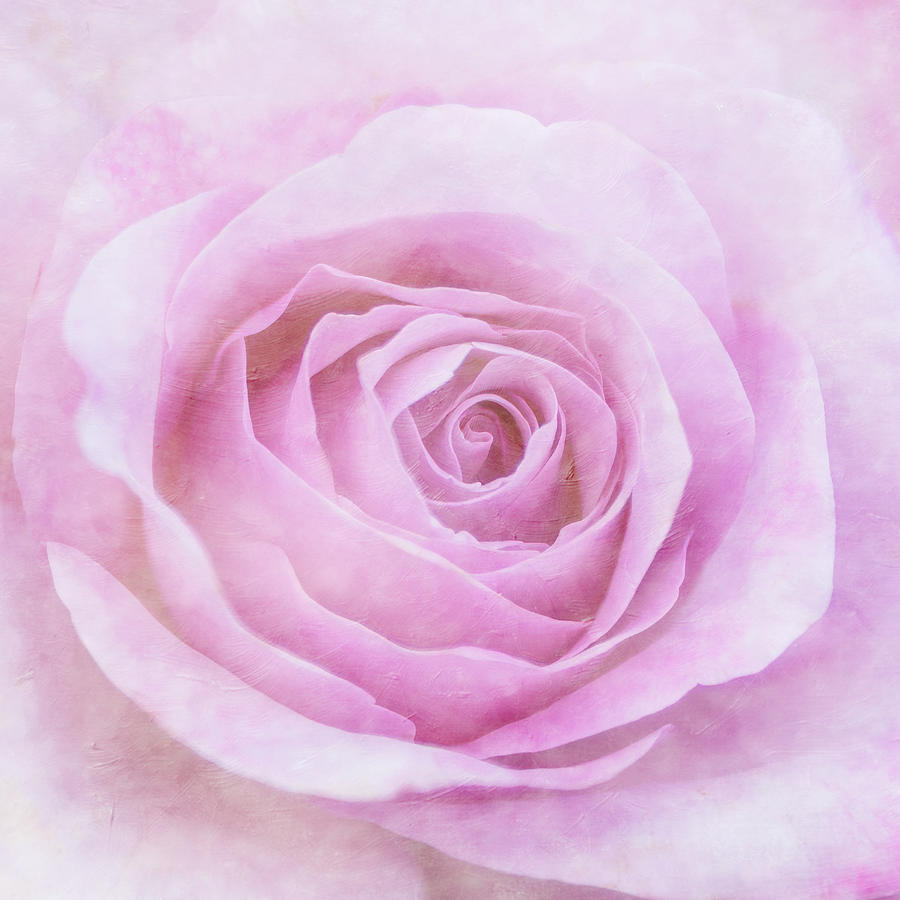 Pink Rose - Square Texture Photograph by Patti Deters