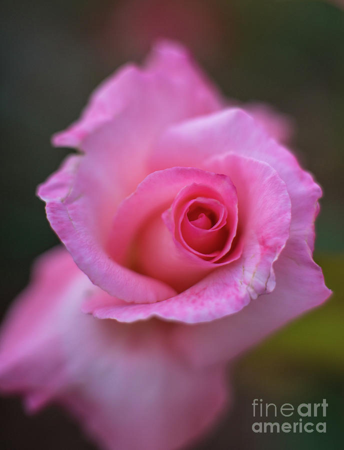Pink Rose Swirls Photograph