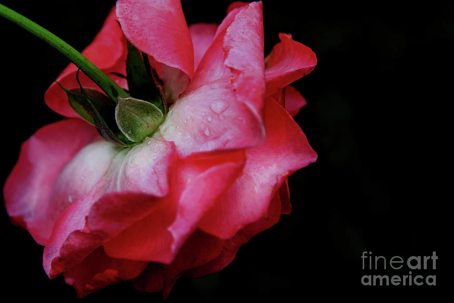 Rose Photograph - Pink Rose Takes a Bow by Anita Faye
