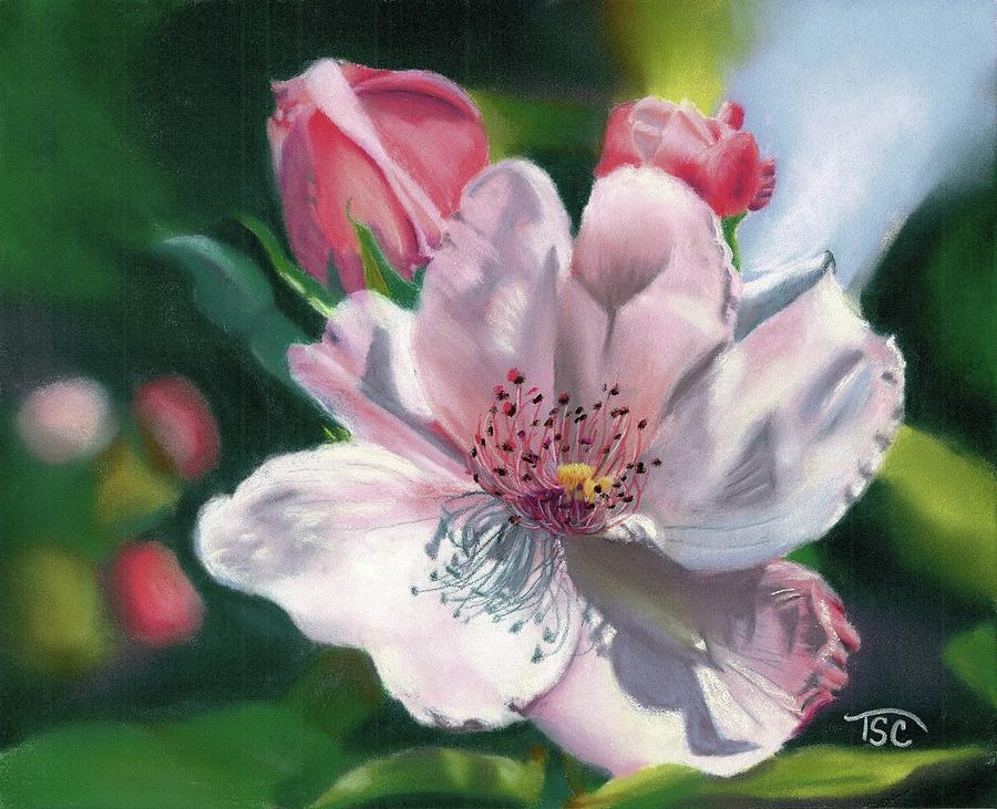 Pink Rose Painting by Tammy Crawford