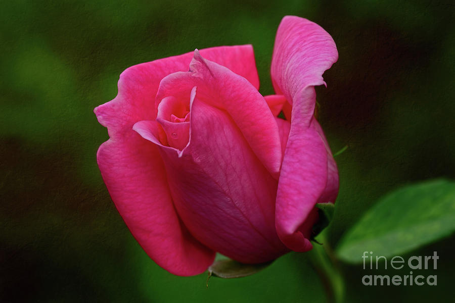Pink Rose Unfurling by Kaye Menner Photograph by Kaye Menner