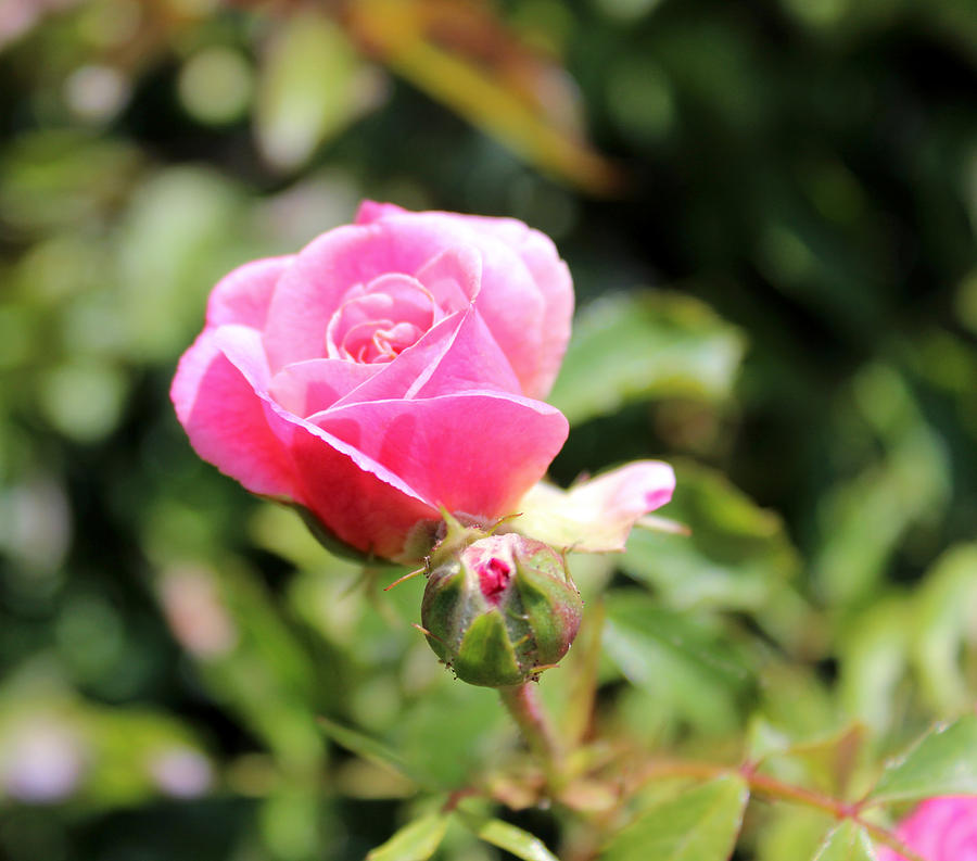 Pink Rose Photograph By Valerie Jean Schafer - Fine Art America