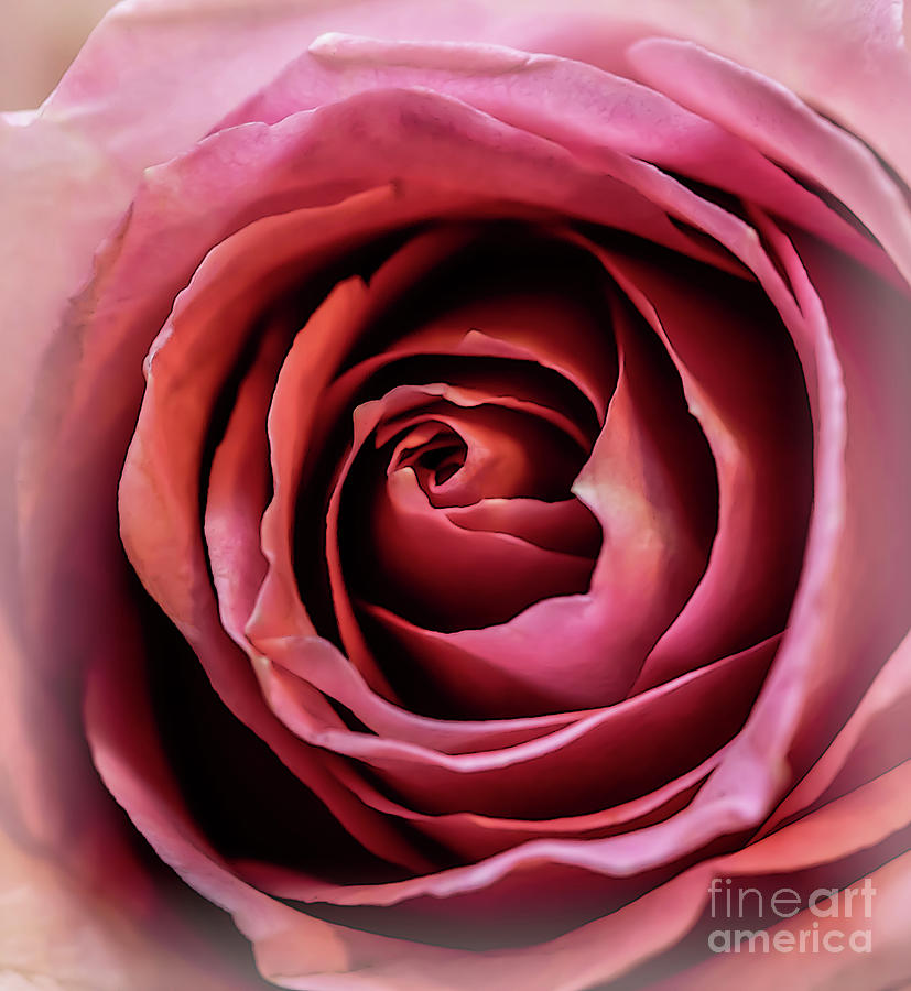 Pink Rose Photograph by Walt Foegelle