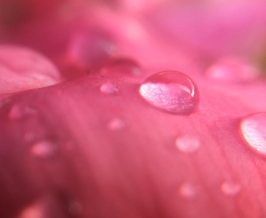 Pink Rose Water Drop Photograph by Ginger Ravencroft - Fine Art America