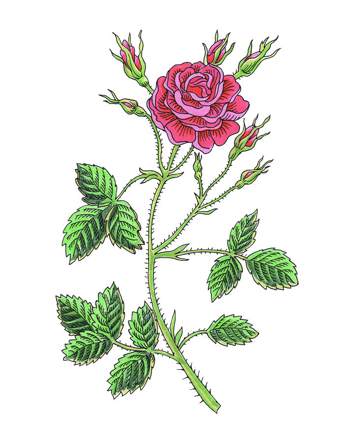 Pink Rose Watercolor Flower Botanical Rosa Rosales Painting by Irina Sztukowski