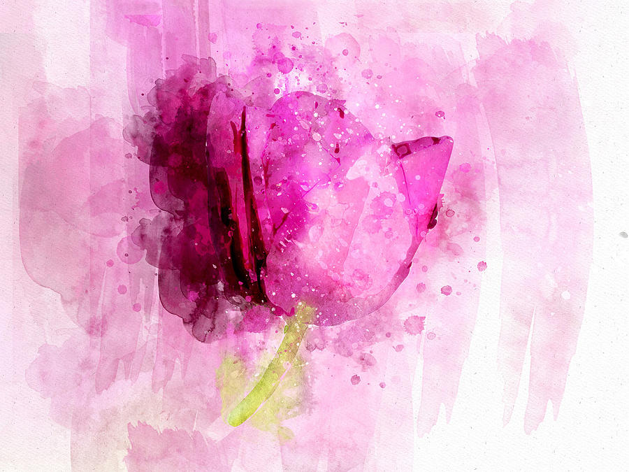 Pink Rose Watercolor Mixed Media by Sandi OReilly