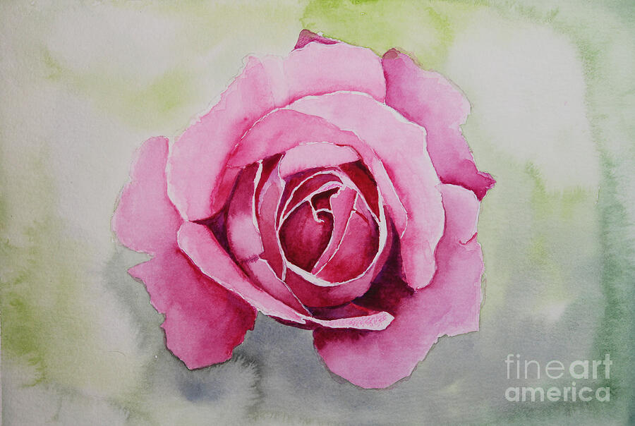 Nature Painting - Pink Rose Watercolour  by Spectrum Art Studio