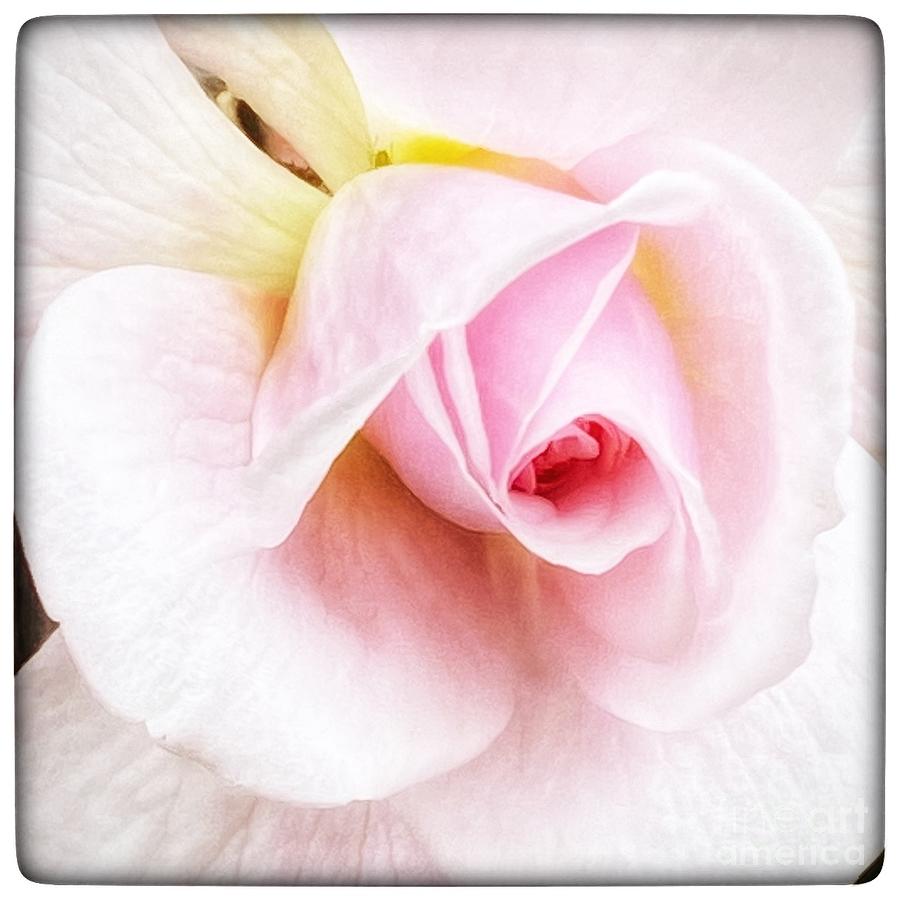Pink Rose Photograph by Wendy Golden