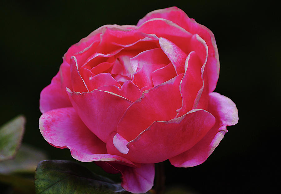 Pink Rose White Trim Petals Photograph by Gaby Ethington