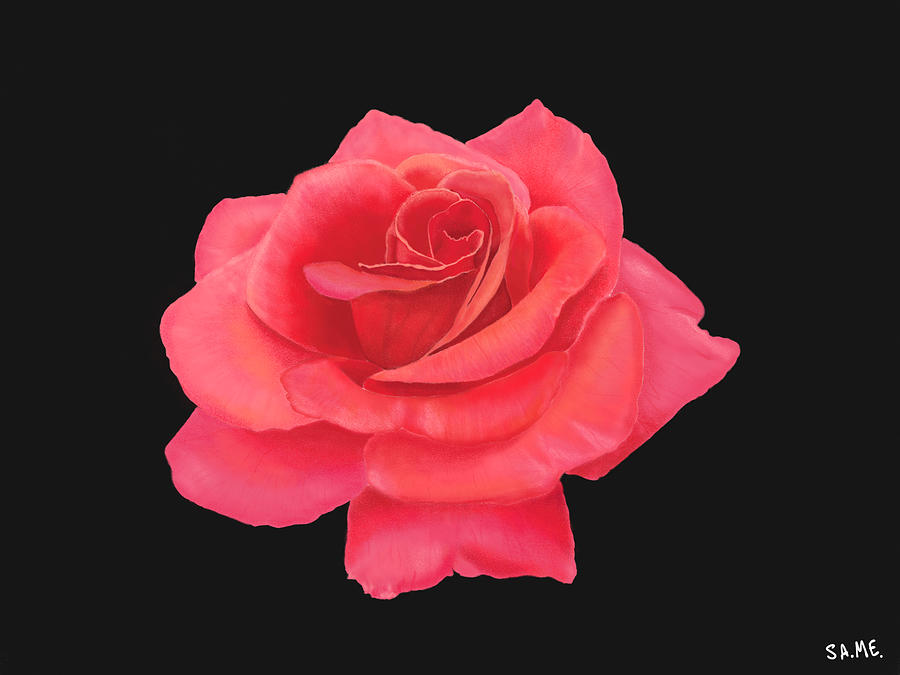 Pink rose with black Digital Art by Samantha Messeck - Fine Art America