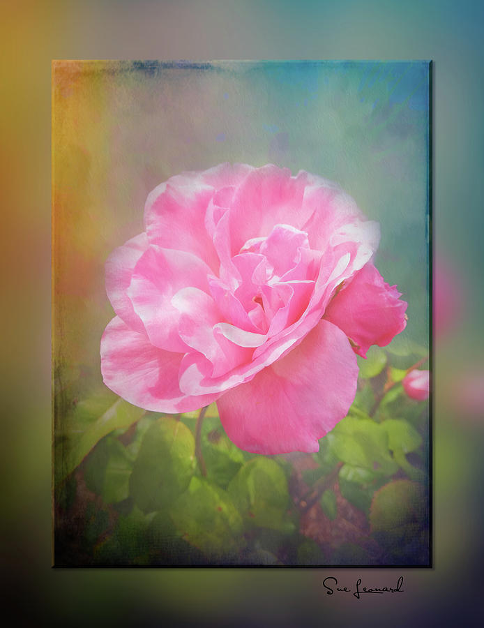 Pink Rose with border Photograph by Sue Leonard
