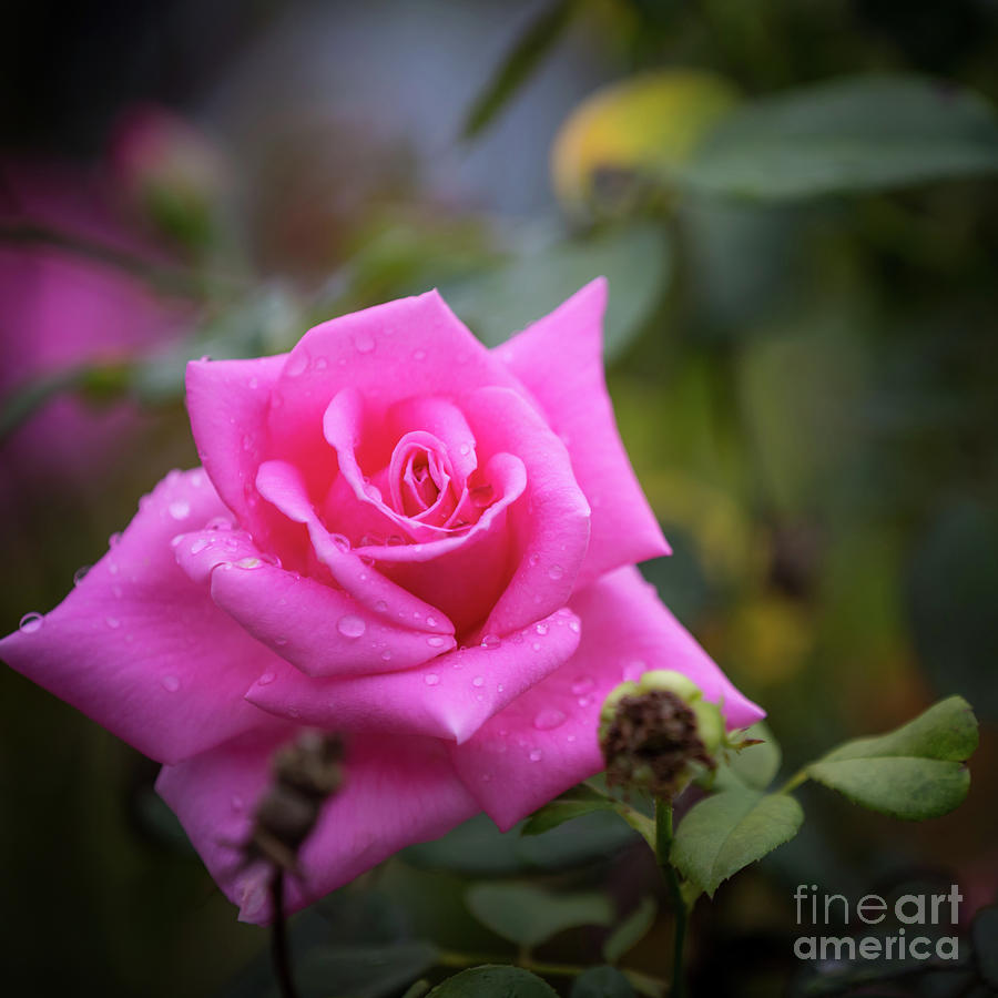 Pink rose with raindrops Photograph by Agnes Caruso