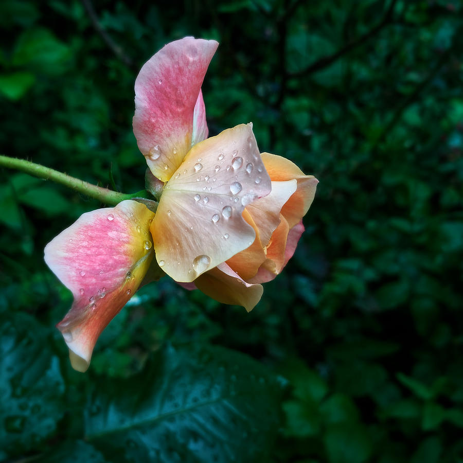 Still Life Photograph - Pink Rose After the Rain by Jussi Laasonen Still Life Photograph - Pink Rose After the Rain by Jussi Laasonen