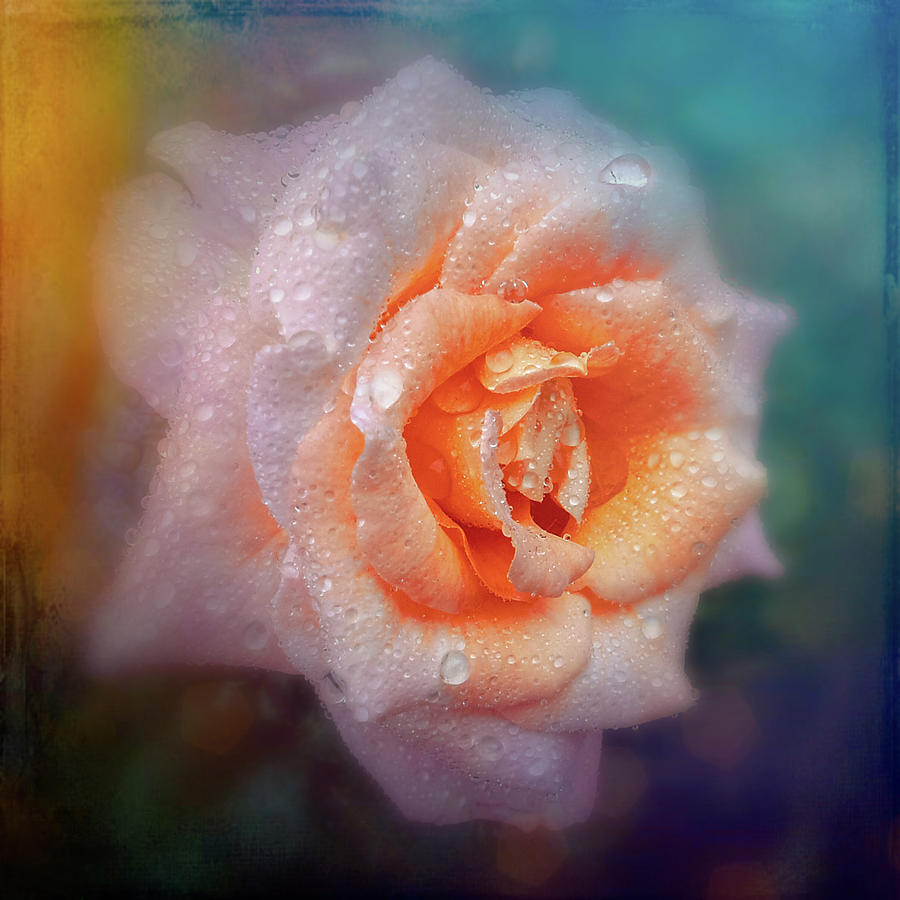 Pink Rose with textured background Photograph by Sue Leonard