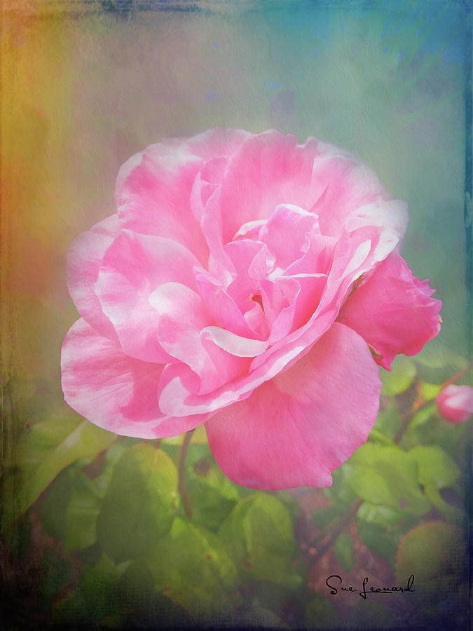Pink Rose  without border Photograph by Sue Leonard