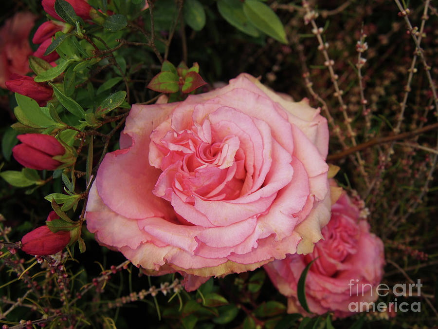 Pink Rose x230330-150 Photograph by Dorothy Lee