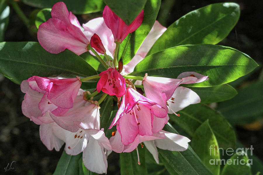 Spring Photograph - Pink Rosebay Azalea by D Lee