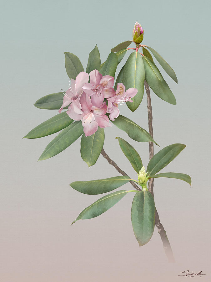 Pink Rosebay Rhododendron Digital Art by M Spadecaller