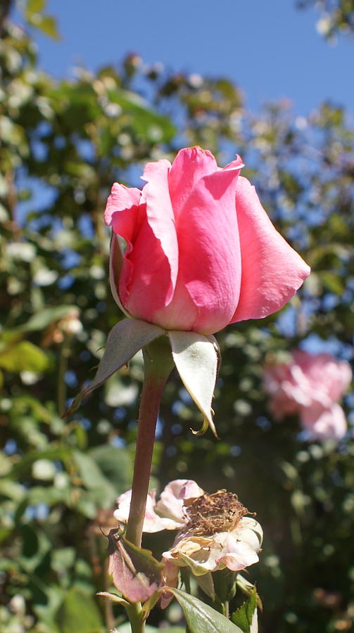 Nature Photograph - Pink Rosebud by Georgia Threet