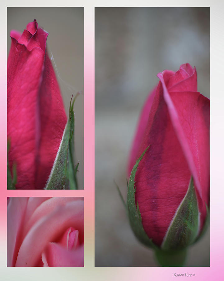 Flower Photograph - Pink rosebud by Phil And Karen Rispin