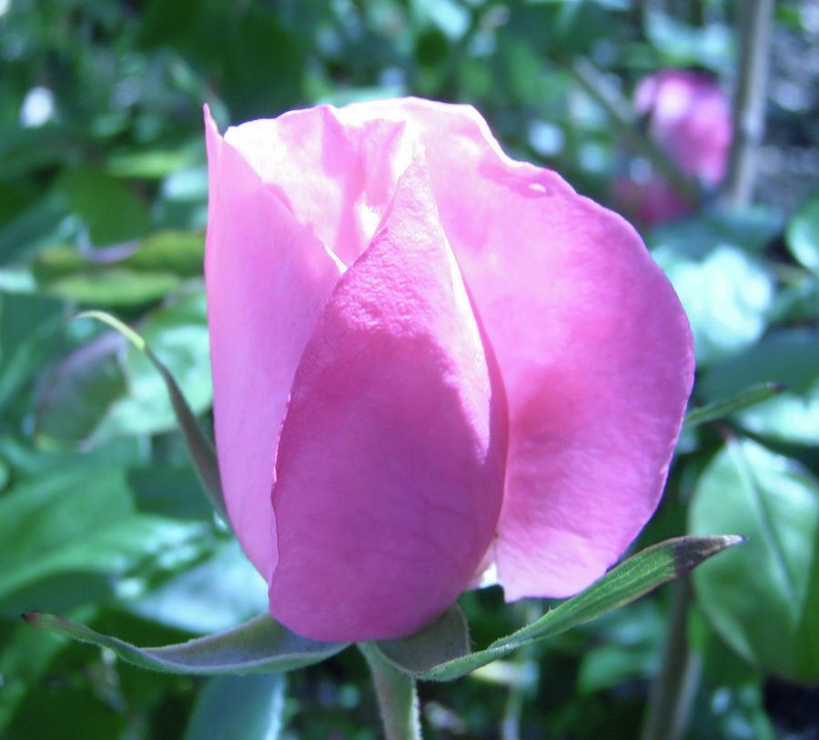 Pink rosebud Photograph by Stephanie Moore