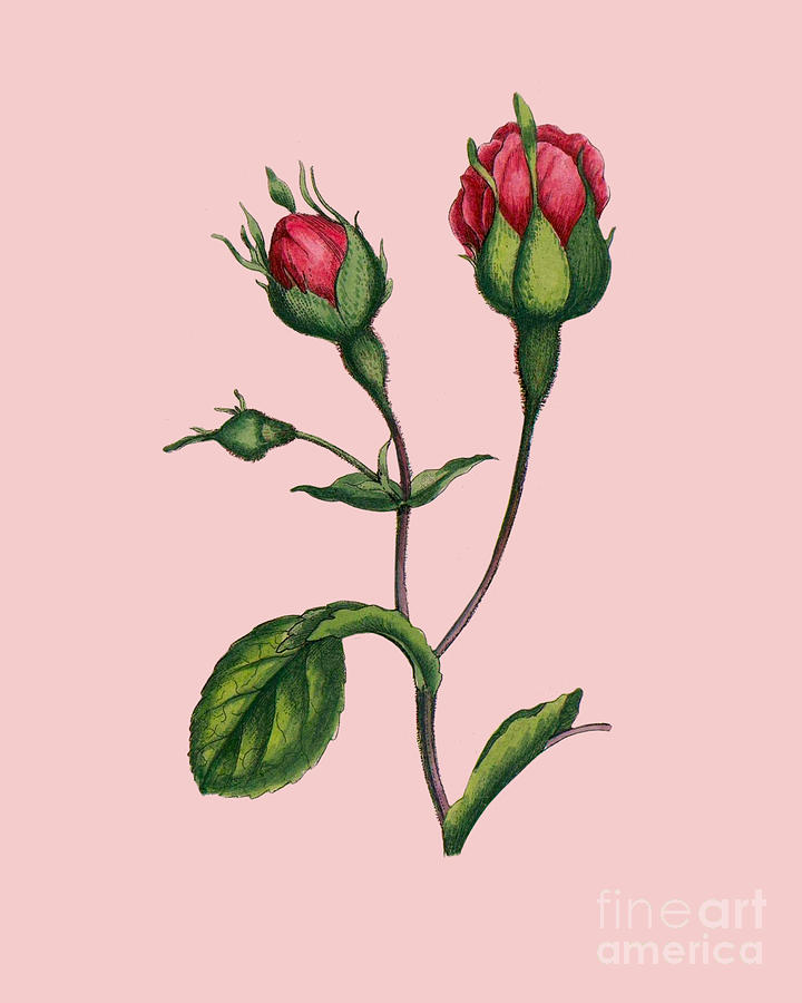 Rose Digital Art - Pink Rosebuds by Madame Memento