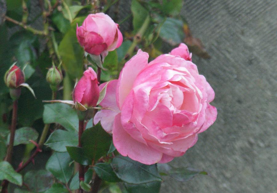 Pink Roses Photograph by Alan Ackroyd