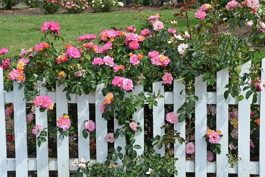 Spring Photograph - Pink roses and white picket fence by Ingrid Perlstrom