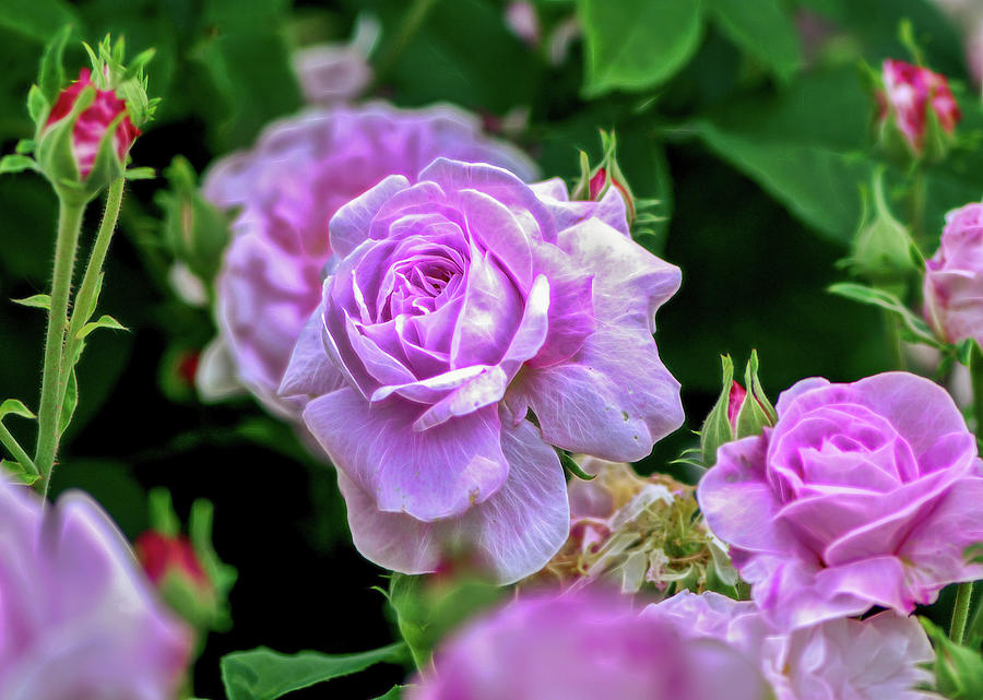 Summer Photograph - Pink roses at Botanical Gardens-Em by Cordia Murphy