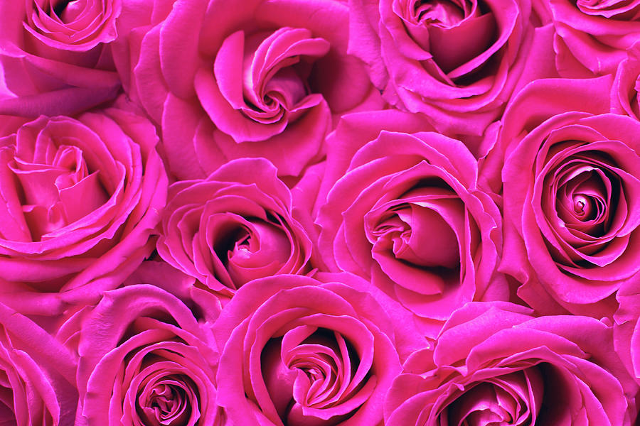 Hot Pink Roses - Flowers & Nature Background Wallpapers on Desktop Nexus  (Image 822317)