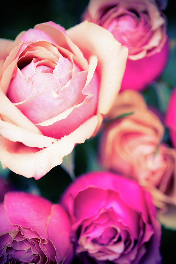 Pink Roses Bloom II Photograph by Sonja Quintero - Fine Art America