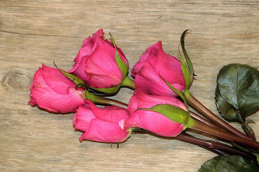 Pink Roses Bouquet Photograph by Sheila Brown