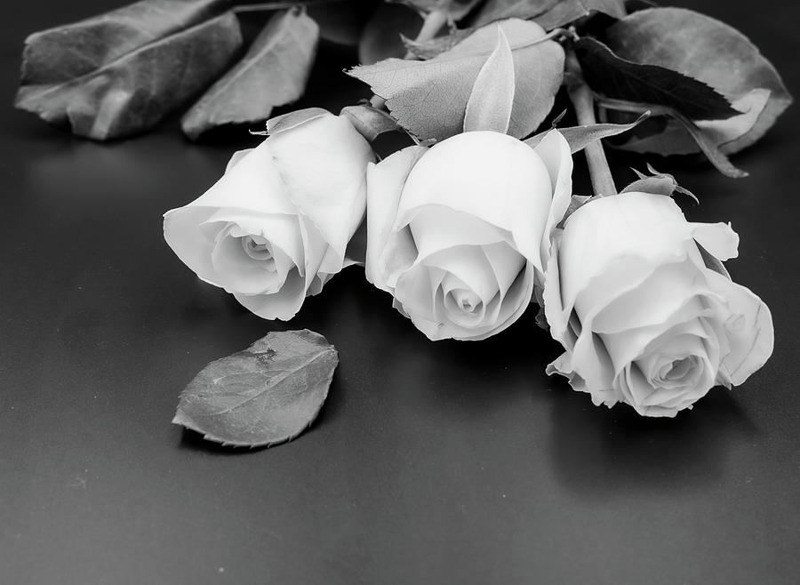Pink Roses BW  Photograph by Catherine Grassello