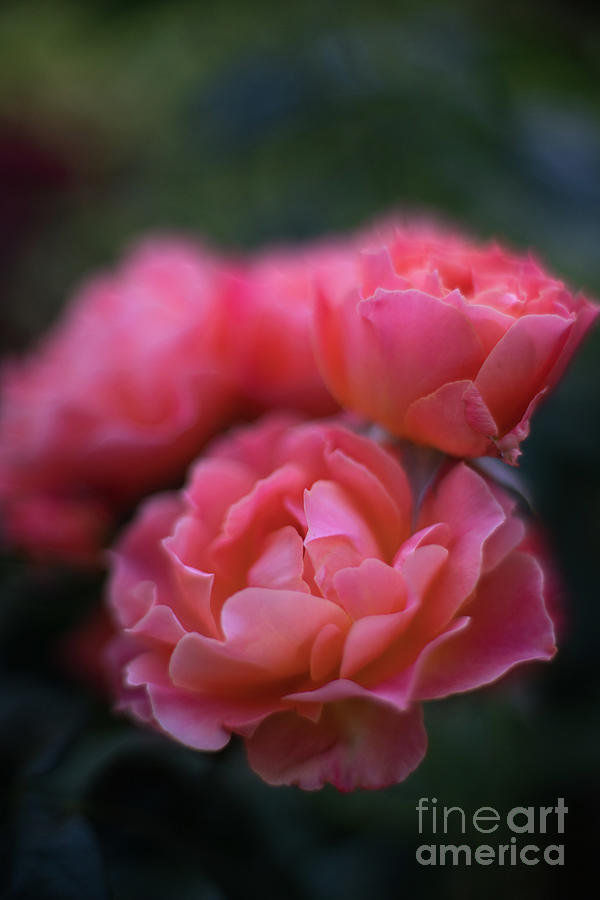 Pink Roses Glow Photograph