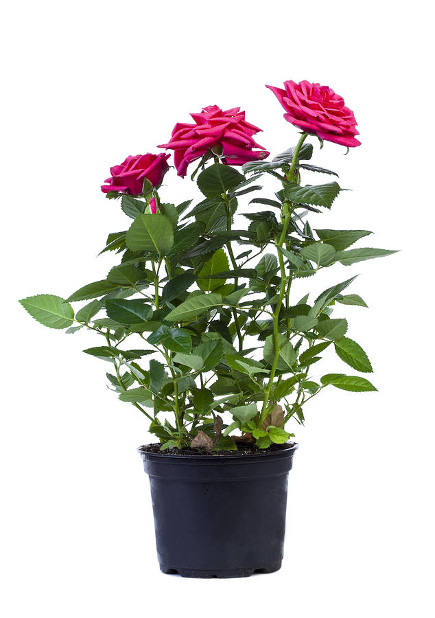 Pink roses in a black flower pot on white background Photograph by Jkitan