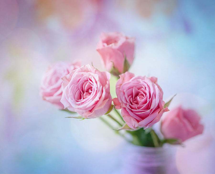 Pink Roses Photograph by June Marie Sobrito