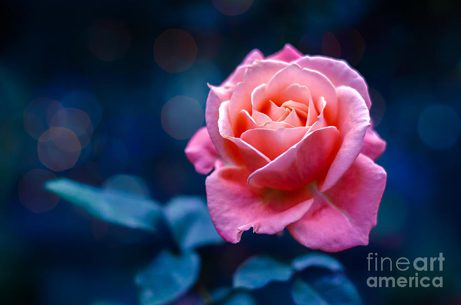 Rose light, aesthetic, aesthetic rose, roses, valentine