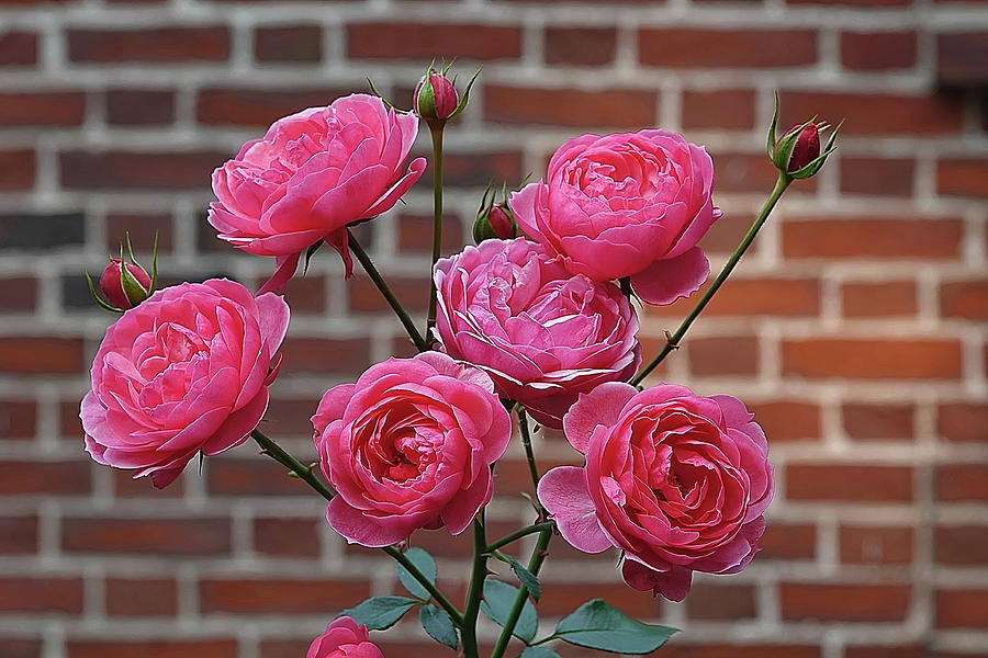 Pink Roses Photograph by Lyuba Filatova